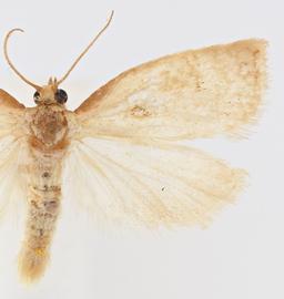 Male. © Jason J. Dombroskie. Image used with permission.